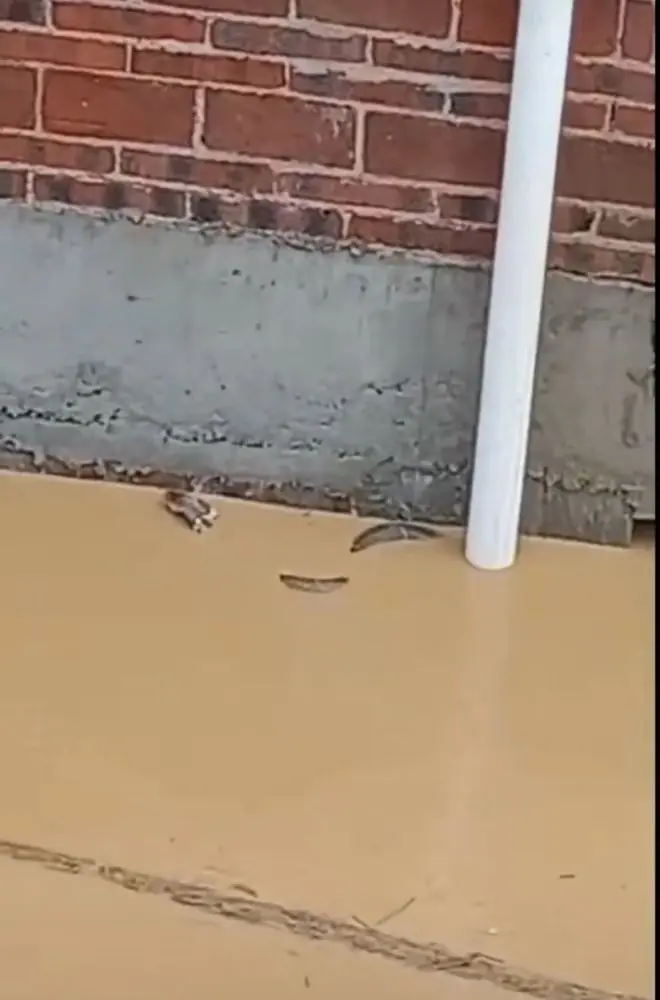洪水中的蛇
